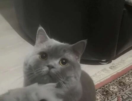 British Shorthair Erkek Kedime Eş Arıyorum - 33