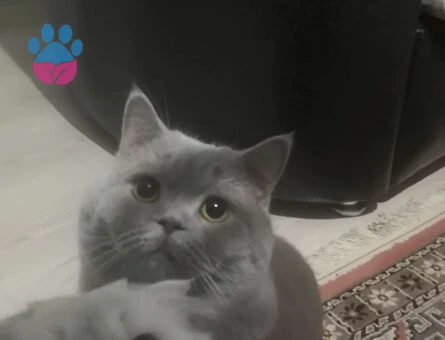 British Shorthair Erkek Kedime Eş Arıyorum