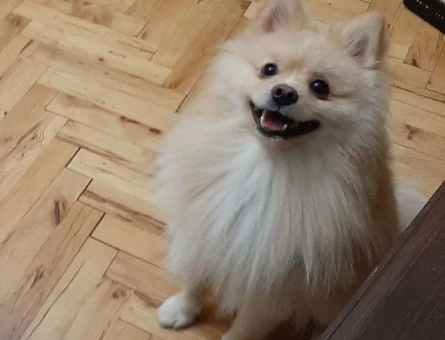 Pomeranian Boo Oğlumuza Eş Arıyoruz - 3401