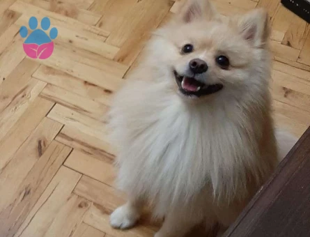 Pomeranian Boo Oğlumuza Eş Arıyoruz