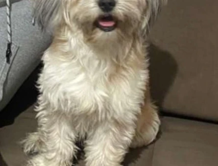 Maltese Morkie 2 Yaşındaki Oğluma Eş Arıyorum - 3433