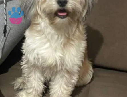 Maltese Morkie 2 Yaşındaki Oğluma Eş Arıyorum