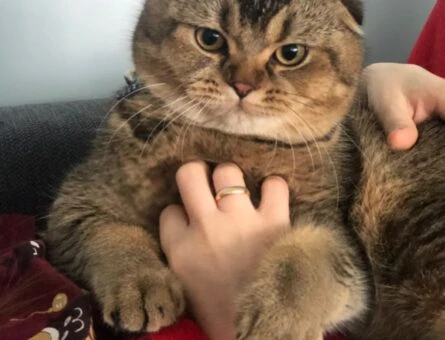 Scottish Fold 1.5 Yaşında Oğluma Eş Arıyorum - 3457