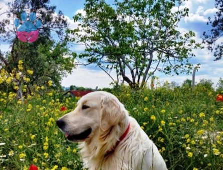 Golden Retriever 2 Yaşındaki Yakışıklı Oğluma Eş Bakıyoruz