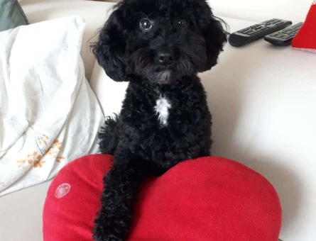 Toy Poodle 2 Yaşında Arthur Eş Arıyor - 3535