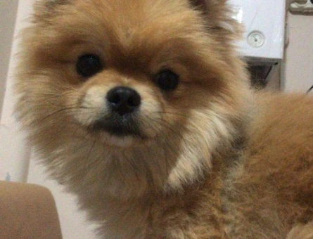 Pomeranian Boo Oğlumuza gelin arıyoruz - 3539
