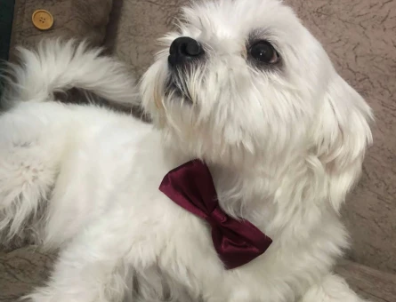 Maltese Terrier 1.5 Yaşında Oğluma Bir Eş Arıyorum - 3546