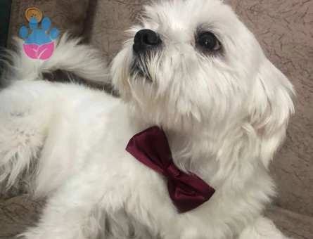 Maltese Terrier 1.5 Yaşında Oğluma Bir Eş Arıyorum