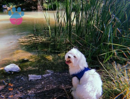 Maltese Terrier 2 Yaşında Oğluma Eş Arıyorum
