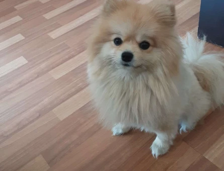 Pomeranian Boo 1.5 Yaşında Köpeğime Eş Arıyorum - 3550