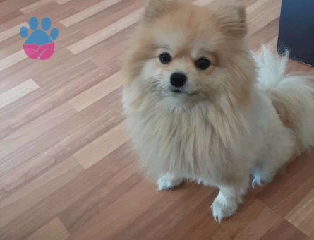 Pomeranian Boo 1.5 Yaşında Köpeğime Eş Arıyorum