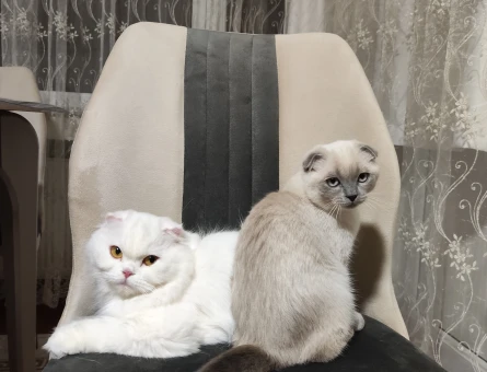 Scottish Fold 1 Yaşında Kızıma Eş Arıyorum - 3593