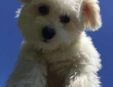 Maltese Terrier Bulut Bey’e Eş Arıyoruz - 3644