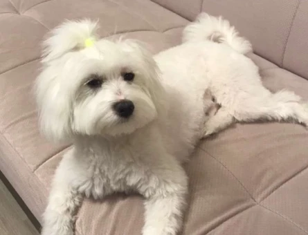 Maltese Terrier Oğlumuz Lucky’ye Dişi Eş Arıyoruz - 3646