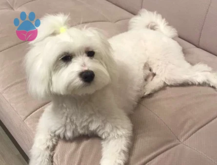 Maltese Terrier Oğlumuz Lucky&#8217;ye Dişi Eş Arıyoruz