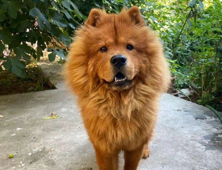 Chow Chow 22 Aylık Kızgınlıkta - 3649