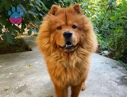 Chow Chow 22 Aylık Kızgınlıkta