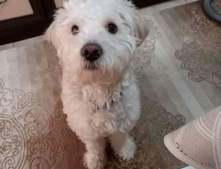 Terrier White Lucky İçin Eş Arıyoruz - 3672