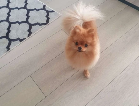 Pomeranian Boo 2 Yaşında Oğluma Eş Arıyorum - 3678