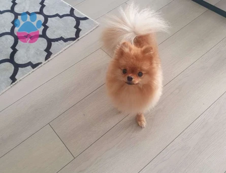 Pomeranian Boo 2 Yaşında Oğluma Eş Arıyorum