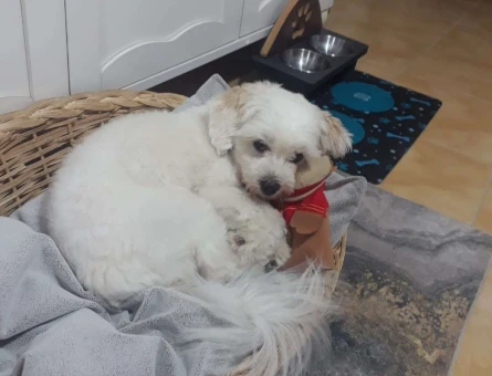 Maltipoo Yakışıklı Oğlumuza Kız Arıyoruz - 3737