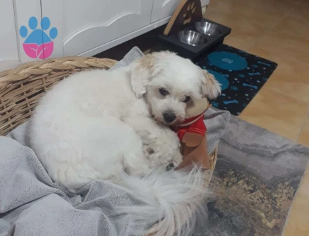 Maltipoo Yakışıklı Oğlumuza Kız Arıyoruz