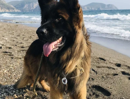 Alman Kurdu 2 Yaşındaki Köpeğime Eş Arıyorum - 3752