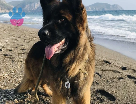 Alman Kurdu 2 Yaşındaki Köpeğime Eş Arıyorum