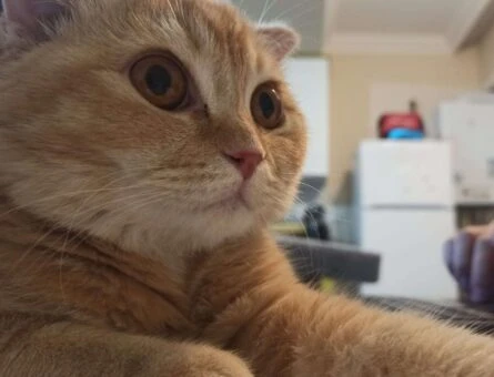 Scottish Fold 7 Aylık erkek Tarçın’a Eş Arıyoruz - 3800
