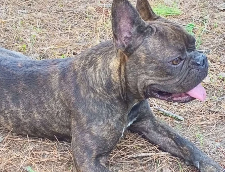 French Bulldog Oğlumuza Gelin Arıyoruz - 3806