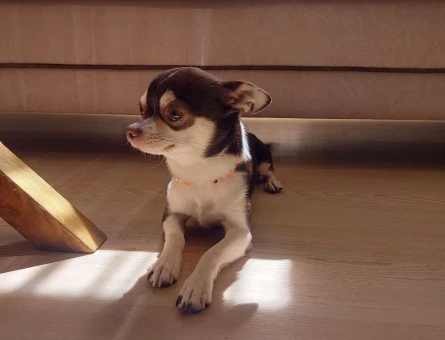 Chihuahua Oğluma Eş Arıyorum - 3824