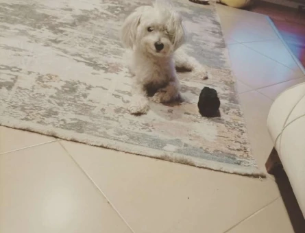 Maltese Terrier Oğluma Gelin Arıyorum - 3855