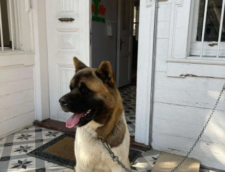 Akita Inu Ares’e Eş Arıyoruz - 3866