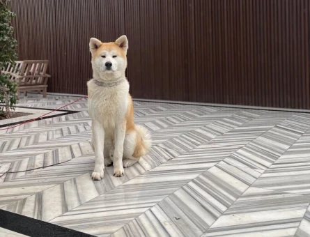 Akita Inu Safkan Köpeğime Eş Arıyorum - 3921
