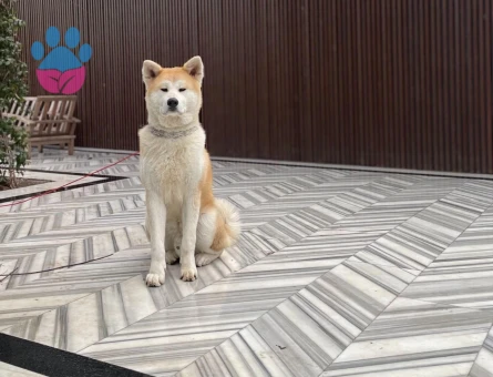 Akita Inu Safkan Köpeğime Eş Arıyorum