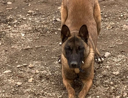 Belçika Kurdu Köpeğim Max İçin Eş Arıyorum - 3927