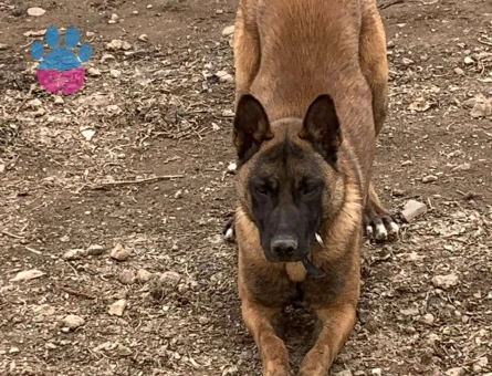 Belçika Kurdu Köpeğim Max İçin Eş Arıyorum