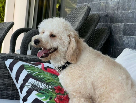 Toy Poodle Oğluma Eş Arıyorum - 3937