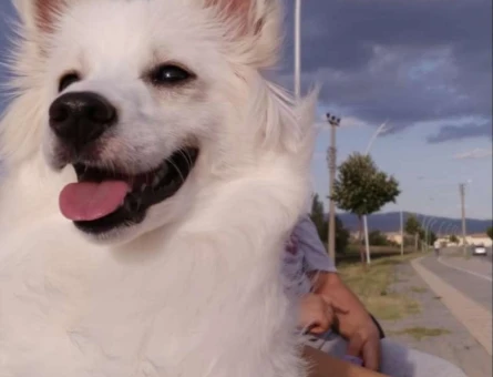 Spitz Cinsi Köpeğime Eş Arıyorum - 3938