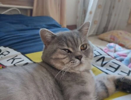 British Shorthair 1 Yaşındaki Oğlumuza Eş Arıyoruz - 3939