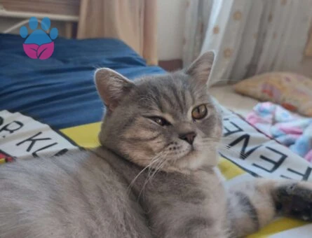 British Shorthair 1 Yaşındaki Oğlumuza Eş Arıyoruz