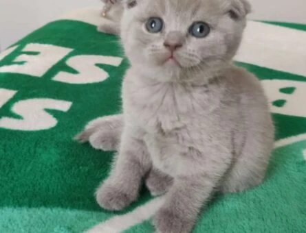 Scottish Fold Kızıma Eş Arıyorum - 3955