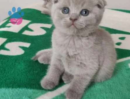 Scottish Fold Kızıma Eş Arıyorum