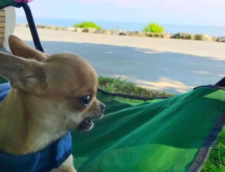 Chihuahua 2 Yaşındaki Köpeğime Eş Arıyorum - 3968