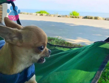 Chihuahua 2 Yaşındaki Köpeğime Eş Arıyorum