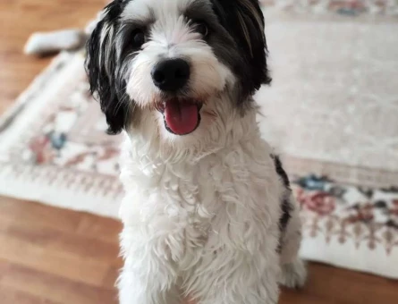 Maltese Terrier 11 Aylık Bulutumuza Eş Arıyoruz - 3978