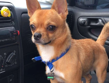 Chihuahua Oğlumuz Bal’a Gelin Arıyoruz - 4017