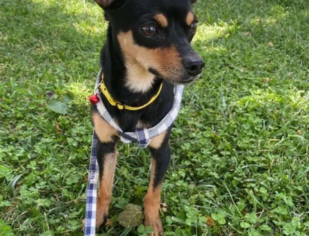 Minyatür Pinscher 1.5 Yaşında Oğluma Eş Arıyorum - 4040