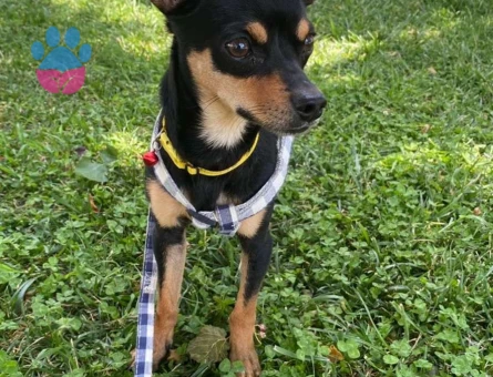 Minyatür Pinscher 1.5 Yaşında Oğluma Eş Arıyorum