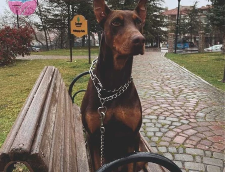Doberman Yakışıklı Oğlum Hades İçin Eş Arıyorum - 4044